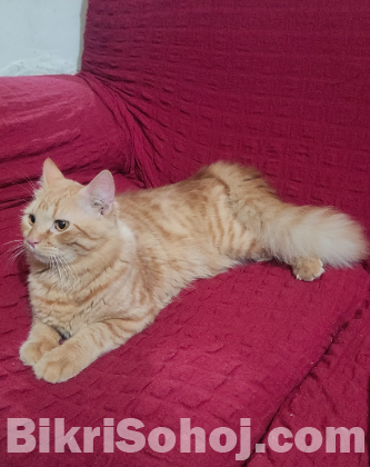Persian ginger cat